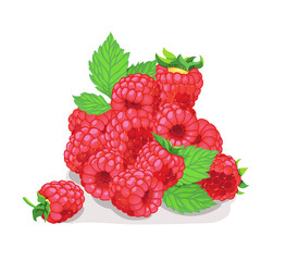ripe raspberries vector illustration on the white isolated background 