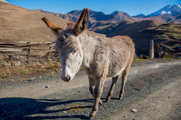 The donkey is standing on the road. A donkey with big ears