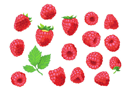 ripe raspberries vector illustration on the white isolated background 