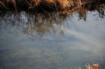 澄んだ川の中を泳ぐ魚の群れ