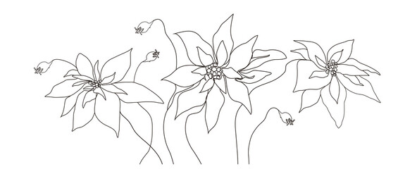 Continuous drawing with one line. The concept of the holiday, a bouquet of poinsettia flowers isolated on a white background. hand-drawn. modern design. for print, banner,  poster. art illustration