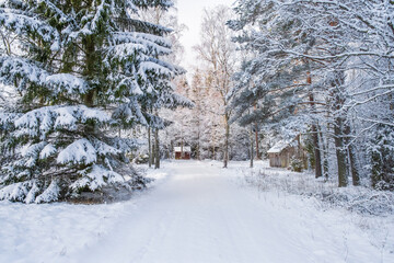 Snowy forest road in winter