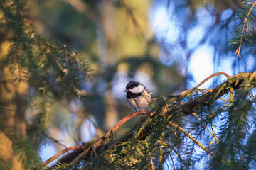 Coal tit sitting on tree branch in the forest
