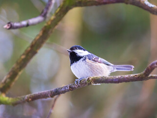 Wild Coal tit on a tree branch in the woodland