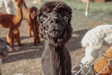 Obraz premium Funny portrait of curious black alpaca on farm on summer day . Life on farm. Agrotourism. Natural materials .Beautiful animals . Summer holidays. Own farm. Wool production.
