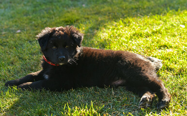 Fototapeta premium A small baby black dog cub resting on a green grass lawn in sunset light. Pet photography, usual dog breed.