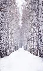 Winter landscape. Birch alley in the snow. Soft focus in falling snow