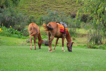 Horse and foal