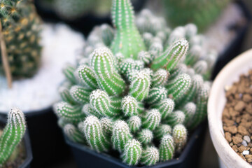 Closeup small cactus growing plant in the cactus greenhouse, selective focus