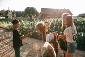 Three teenagers in summer clothes communicate with alpacas on farm . Life on farm. Agrotourism. Natural materials Children 's holidays . Summer holidays. Adventures. Friendship. - obrazy, fototapety, plakaty