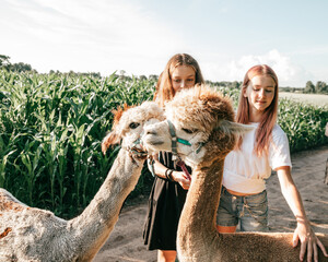Teenage girlfriends have fun on alpaca farm on summer day . Life on farm. Agrotourism. Natural...