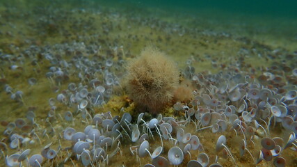 Marine algae Slender-beaded coral weed (Jania rubens) undersea, Aegean Sea, Greece, Halkidiki