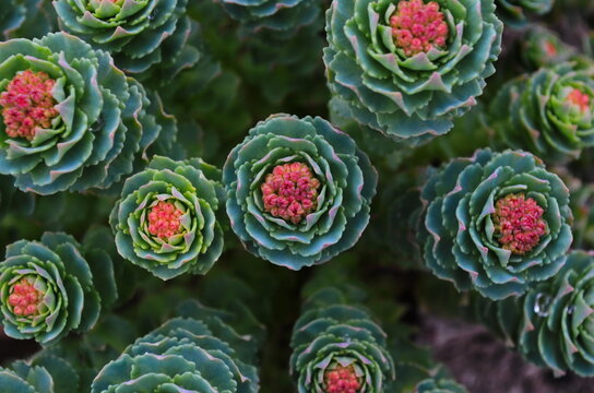 Rhodiola rosea plants outdoors green background