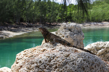 Bahamas Lizard
