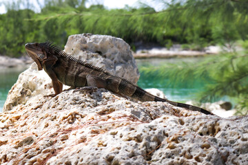 Bahamas Lizard