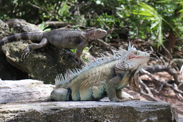 Bahamas Lizard
