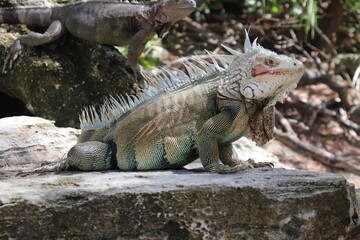 Bahamas Lizard