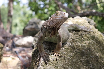 Bahamas Lizard