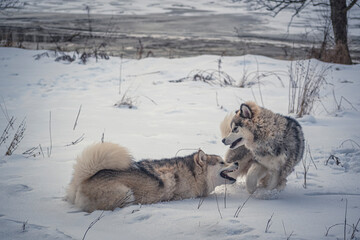 Dogs playing in fresh snow, Lithuania. Two best friends having fun in wintertime. Alaskan Malamutes in the outdoors. Selective focus on the animals, blurred background.