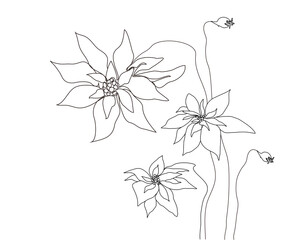 Continuous drawing with one line. The concept of the holiday, a bouquet of poinsettia flowers isolated on a white background. hand-drawn. modern design. for print, banner, postcard. art illustration