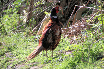 A close up of a Pheasant