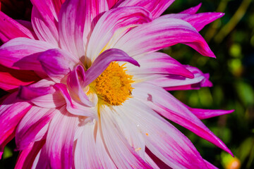 close up of a dahlia