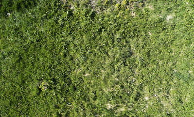 Pale green grass texture background