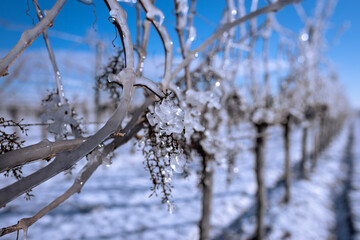 Close up of a vine covered in frozen rain in bright sunshine. Winter landscape after a freezing rain