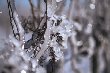 Close up of a vine covered in frozen rain in bright sunshine. Winter landscape after a freezing rain