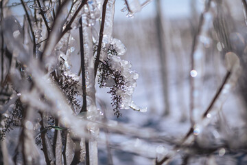 Close up of a vine covered in frozen rain in bright sunshine. Winter landscape after a freezing rain