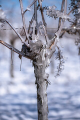 Close up of a vine covered in frozen rain in bright sunshine. Winter landscape after a freezing rain