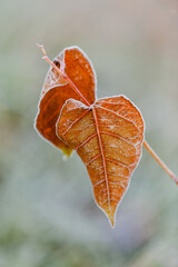 leaf on a snow