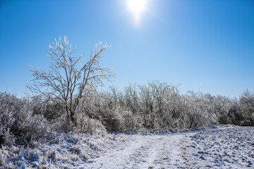 Nature covered in frozen rain in bright sunshine. Winter landscape after a freezing rain