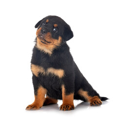 puppy rottweiler in studio