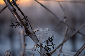 Close up of a vine covered in frozen rain at sunset. Winter landscape after a freezing rain