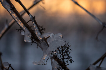 Close up of a vine covered in frozen rain at sunset. Winter landscape after a freezing rain