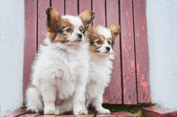 Little papillon puppy for a walk in the park - obrazy, fototapety, plakaty