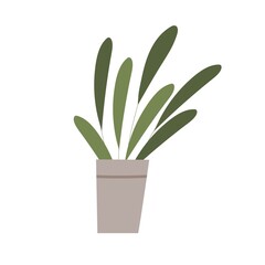 Foliage houseplant in pot. Green leaf house plant growing in flowerpot. Home decor with fresh leaves. Trendy interior decoration. Flat vector illustration isolated on white background