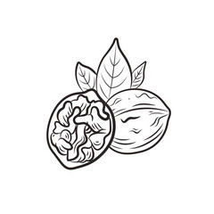 Walnut Outline Illustration, Contour Lines Drawing, Engraving Style, Nut, Open Half Nut and Leaves, Plant.
