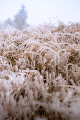 Grass landscape covered in frozen rain. winter landscape after a freezing rain