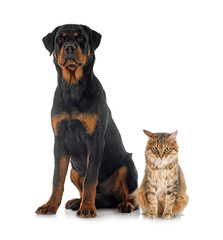 Obraz premium Kurilian Bobtail and rottweiler