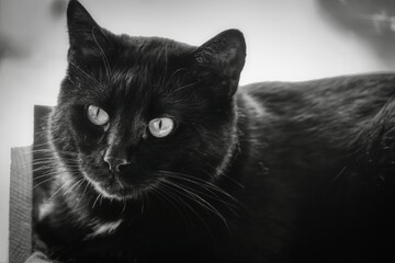 black cat portrait