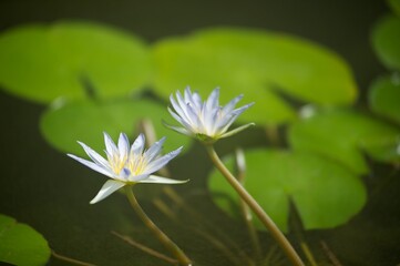 white lotus flower