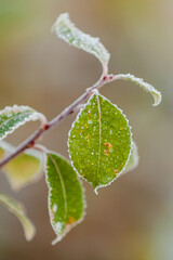 leaves on a branch