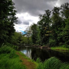 Obraz premium river in the forest