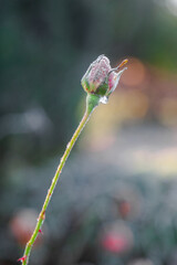 rose in frost