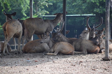 Deer Group