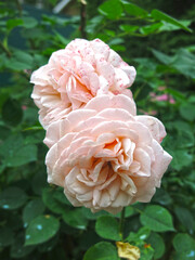 luxurious pink roses bloom in the garden in summer
