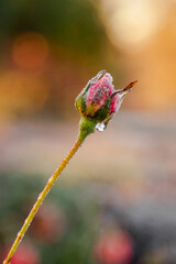 Fototapeta premium frosted rose