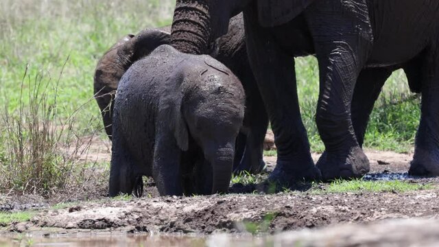 Baby African elephant having a mud bath